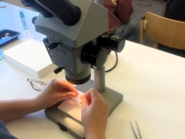 Preparowanie i etykietowanie owadów